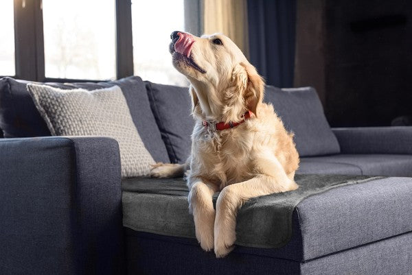 Are hypoallergenic dog beds worth it JOIZI